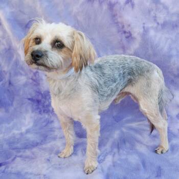 HAMLET -  Terrier and Yorkshire Terrier Dog for Adoption in Richmond, California - HAMLET | PetCurious