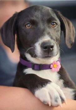 Labrador Retriever and Mixed Breed Dogs Available for Adoption in Westland, Michigan - Michelle | PetCurious