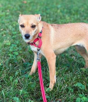 Revlon -  Rat Terrier and Chihuahua Dog for Adoption in Decatur, Indiana - Revlon | PetCurious