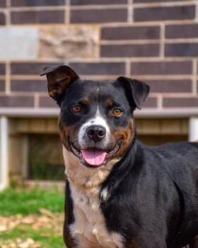Golly Gosh -  Mixed Breed Dog for Adoption in Chamblee, Georgia - Golly Gosh | PetCurious