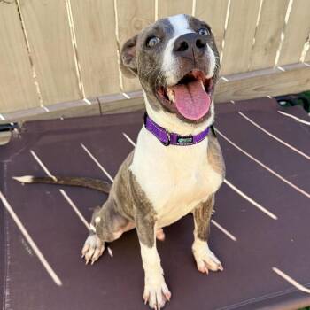 Sully Sullivan III -  Catahoula Leopard Dog and Great Dane Dog for Adoption in New Orleans, Louisiana - Sully Sullivan III | PetCurious