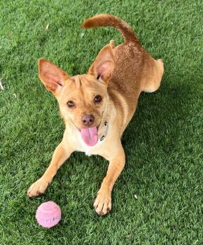 Chihuahua and Dachshund Dogs Available for Adoption in Fort Myers, Florida - Charlie-16lb Sweet Boy! | PetCurious