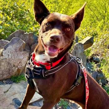 Loki -  Australian Kelpie and Terrier Dog for Adoption in Bloomfield, Connecticut - Loki | PetCurious