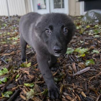 Sookie -  Labrador Retriever Dog for Adoption in Mckean, Pennsylvania - Sookie | PetCurious