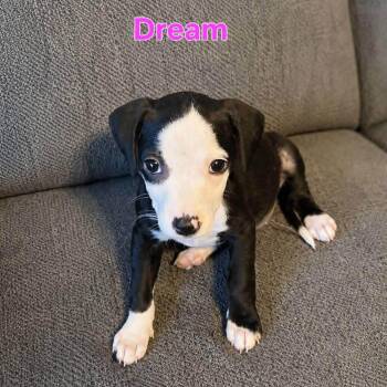 Dream -  Labrador Retriever Dog for Adoption in Brewton, Alabama - Dream | PetCurious