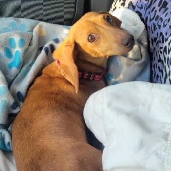 Susie -  Dachshund Dog Available for Adoption in Olathe, Kansas - Susie | PetCurious
