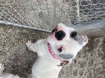 Rescue Staffordshire Bull Terrier and American Bulldog Dogs for Adoption in Cincinnati, Ohio - Cece | PetCurious