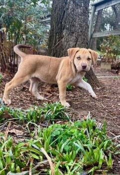 Australian Shepherd Dogs Available for Adoption - Dakota | PetCurious