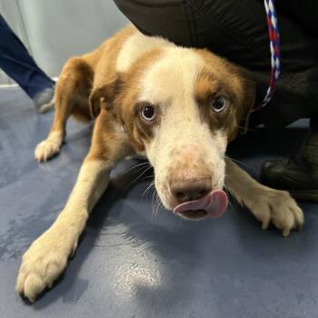 Benji -  Husky and Labrador Retriever Dog for Adoption in Greensboro, North Carolina - Benji | PetCurious