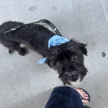 Terrier Dogs Available for Adoption in New York, New York - Rachel | PetCurious