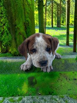 English Bulldog and Bluetick Coonhound Dogs Available for Adoption in Auburn, Georgia - Rowan | PetCurious