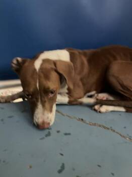 Brooklyn -  Hound and Mixed Breed Dog for Adoption in Gainesville, Florida - Brooklyn | PetCurious