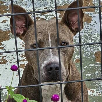 Pit Bull Terrier Dogs Available for Adoption in Hearne, Texas - Adele | PetCurious