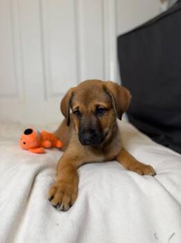 German Shepherd Dog Dogs Available for Adoption in Minneapolis, Minnesota - Wolfie | PetCurious