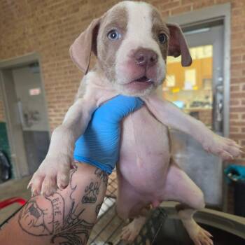 Almond -  Pit Bull Terrier Dog for Adoption in Birmingham, Alabama - Almond | PetCurious