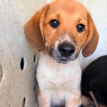 Jordy -  Hound and Mixed Breed Dog for Adoption in Ferndale, Michigan - Jordy | PetCurious