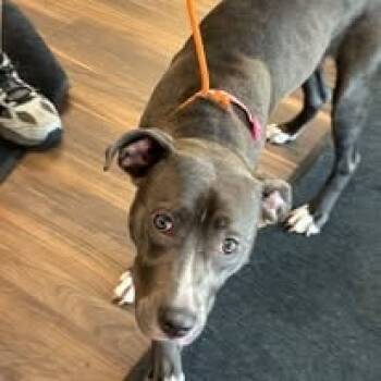 Rescue Mixed Breed Dogs for Adoption in Jeffersonville, Indiana - Calla | PetCurious