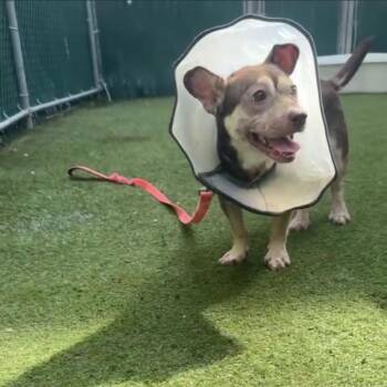 Knicks -  Mixed Breed Dog for Adoption in Jersey City, New Jersey - Knicks | PetCurious
