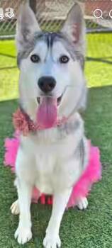 Rescue Siberian Husky Dogs for Adoption - BELLA | PetCurious