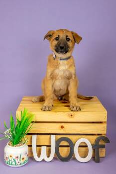 Shepherd Dogs Available for Adoption - 181-26 | PetCurious