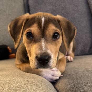 Labrador Retriever and Patterdale Terrier Fell Terrier Dogs Available for Adoption in Reston, Virginia - Amazing Andy | PetCurious