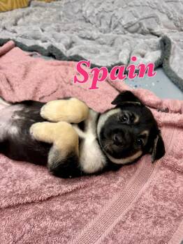 Spain -  Mixed Breed and German Shepherd Dog Dog for Adoption in Elizabeth, Colorado - Spain | PetCurious