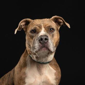 Leeanne -  Rat Terrier and Mixed Breed Dog for Adoption in Atlanta, Georgia - Leeanne | PetCurious