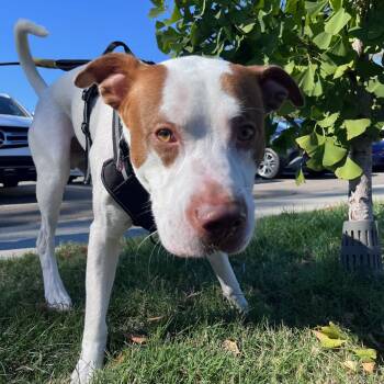 Rescue Hound Dogs for Adoption in Durham, North Carolina - Bobby Ray | PetCurious