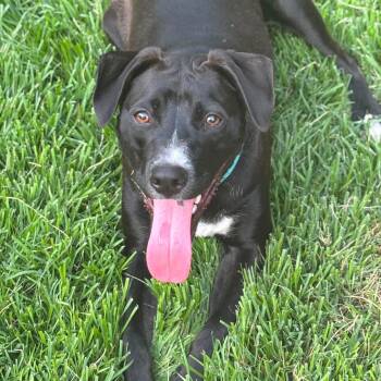 Bruno -  Bulldog and Boxer Dog for Adoption in San Antonio, Texas - Bruno | PetCurious