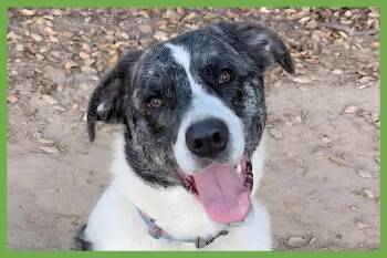 Catahoula Leopard Dog Dogs Available for Adoption in Amherst, Massachusetts - Meep | PetCurious
