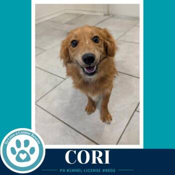 Cori 062026 -  Pomeranian and Chihuahua Dog for Adoption in Kimberton, Pennsylvania - Cori 062026 | PetCurious