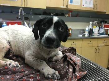 CUSTARD -  Terrier Dog for Adoption in Riverside, California - CUSTARD | PetCurious