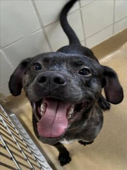 Pit Bull Terrier and Mixed Breed Dogs Available for Adoption - SHAMUS | PetCurious