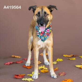 Rescue German Shepherd Dog and Mixed Breed Dogs for Adoption in Conroe, Texas - COCO | PetCurious