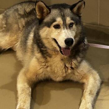 Henry -  Mixed Breed Dog for Adoption in Winston-salem, North Carolina - Henry | PetCurious