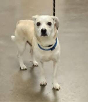 Bowie -  Beagle and Terrier Dog for Adoption in Murphysboro, Illinois - Bowie | PetCurious