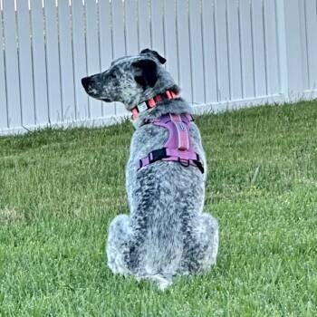 Loretta Lynn -  Australian Cattle Dog Blue Heeler and Mixed Breed Dog for Adoption in St. Peters, Missouri - Loretta Lynn | PetCurious