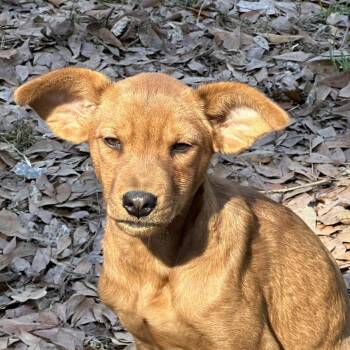 Rescue Terrier Dogs for Adoption in Locust Fork, Alabama - Nessa | PetCurious