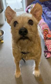 Terrier Dogs Available for Adoption in Tomah, Wisconsin - Lou Ellen | PetCurious