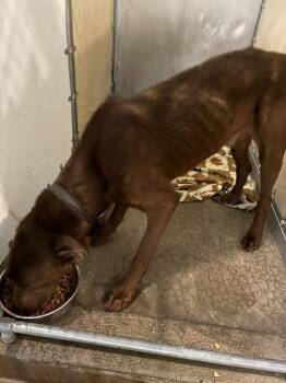 Levi - Skinny Lab - #4 -  Labrador Retriever Dog for Adoption in Mitchell, South Dakota - Levi - Skinny Lab - #4 | PetCurious