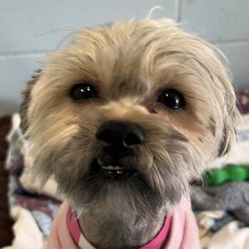 Shih Tzu and Poodle Dogs Available for Adoption - Mia | PetCurious