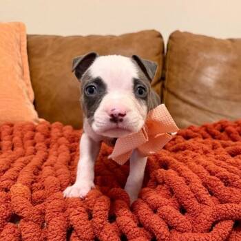 Remo Peach Sweet -  Pit Bull Terrier and Staffordshire Bull Terrier Dog for Adoption in Friendswood, Texas - Remo Peach Sweet | PetCurious