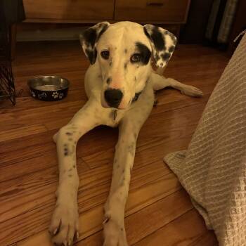 Rescue Dalmatian and Mixed Breed Dogs for Adoption in New York, New York - Rowan | PetCurious