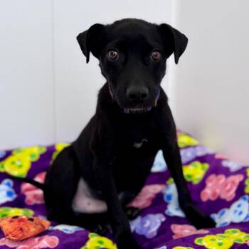 Mixed Breed Dogs Available for Adoption - Joey | PetCurious