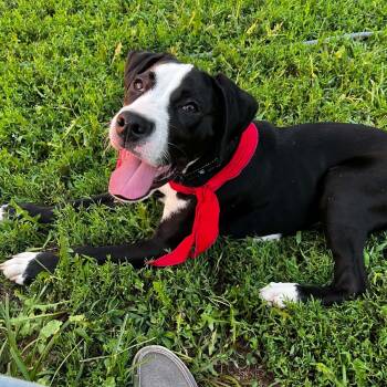 Link -  Mixed Breed Dog for Adoption in East Peoria, Illinois - Link | PetCurious