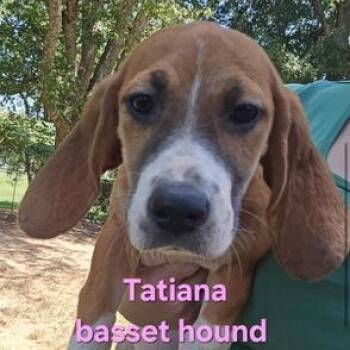 Tatiana -  Basset Hound Dog for Adoption in Williston, Vermont - Tatiana | PetCurious