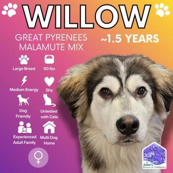 Great Pyrenees and Alaskan Malamute Dogs Available for Adoption in Aurora, Ontario - Willow | PetCurious