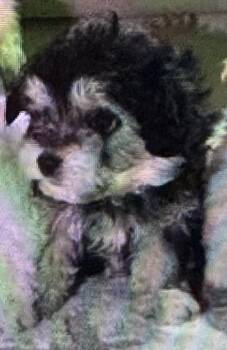 Yorkie Poo Dogs Available for Adoption - Beau | PetCurious