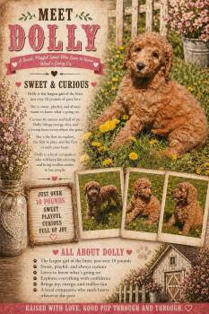 Irish Setter and Goldendoodle Dogs Available for Adoption in New Berlin, Wisconsin - DOLLY    $425 | PetCurious