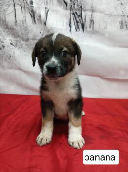 Collie and German Shepherd Dog Dogs Available for Adoption - Banana | PetCurious